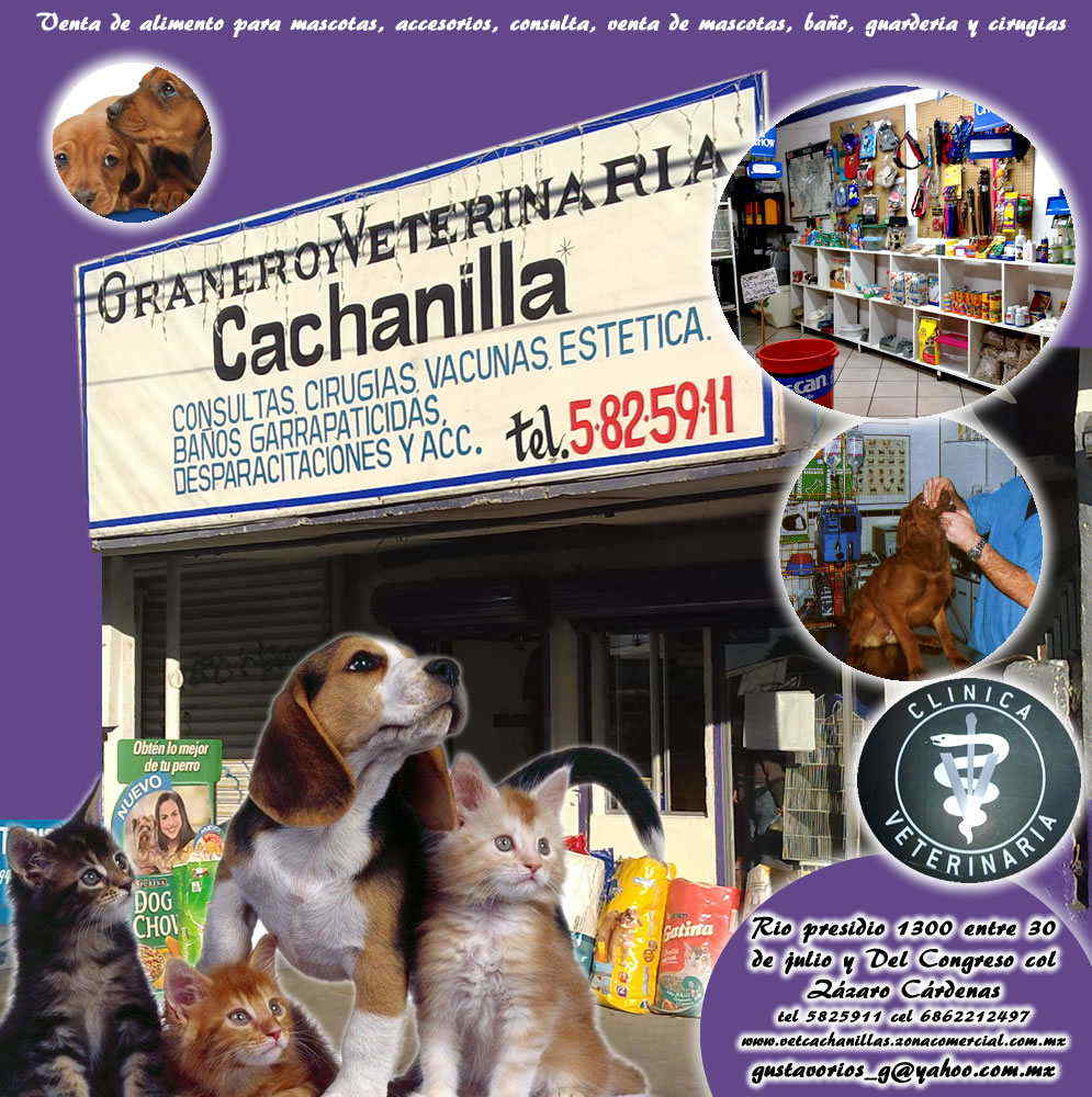 Granero y Veterinaria Cachanilla-alimento para aves, clinica veterinaria, venta de alimento, accesorios, consulta, venta de mascotas, baño, guarderia y cirujias.
Consulta y cirugias, vacunas, estetica, baños y garrapaticidas, desparacitaciones,etc.    